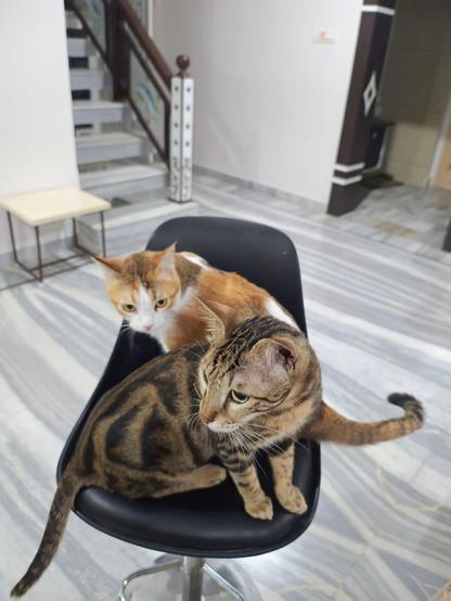 Two cats sitting on a bar stool
