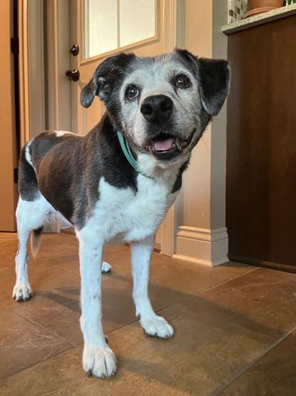 Jozy, the best rescue dog in the world, smiling at the camera with a bit of her tongue hanging out  