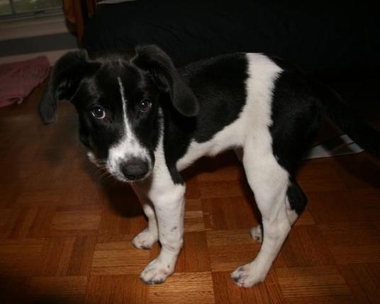 Jozy, the best rescue dog in the world, as a puppy!