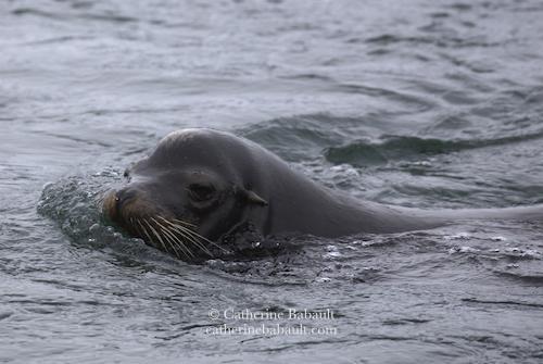 Close-up of a sea lion swimming by. We see its head and part of its back. The sea has some ripples at the surface.