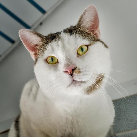 The picture shows the portrait shot of a cat with a white and brown coat pattern. Its face is mostly white, with some brown spots on the forehead and sides. The cat has large, round, yellow-green eyes looking directly at the camera and a pink nose. Her ears are erect and slightly pink on the inside. The cat looks curious and attentive.