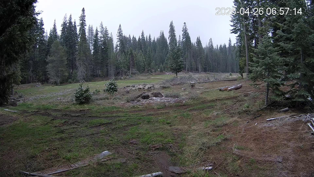 A cold meadow under a gray sky with light snow falling