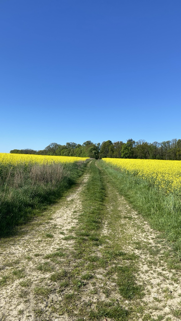 Ein Feldweg umringt von blühenden Rapsfeldern und bei blauem Himmel.