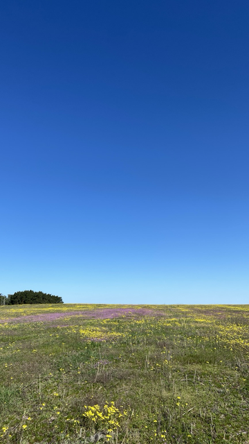Eine blühende Wiese mit Waldrand und wolkenlosem Himmel. 