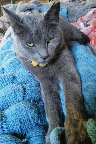 A blue grey cat with pale green eyes, lounging on a blue knit blanket, front legs stretched out languorously. His eyes are half open, staring at the camera : don't move, human. I am extremely comfortable. You are extremely tired. You are hereby forbidden to go anywhere, remain stationary here while i use your legs as furniture. You wouldn't want The Claws.