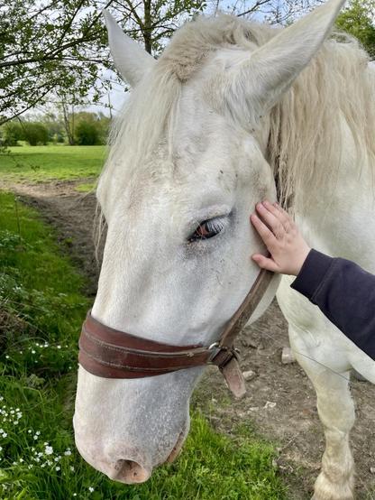 A close-up of a white horse with a hand gently touching its face. The horse has a leather bridle, and the background features green grass and trees.