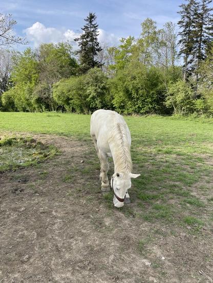 A white horse grazes in a green pasture surrounded by trees under a partly cloudy sky.