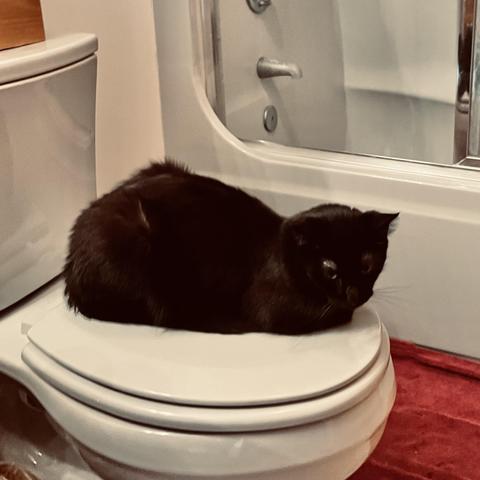 a black cat lies atop a closed toilet seat