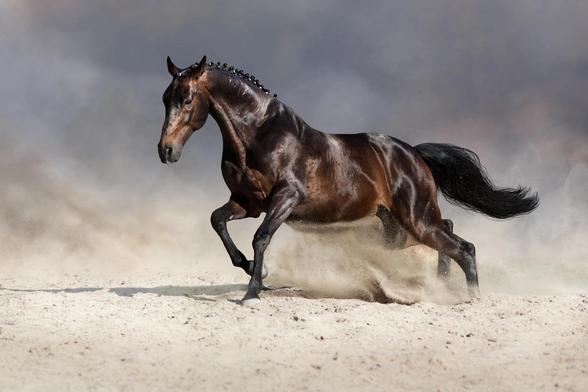 Akhal-Teke courant dans la poussière