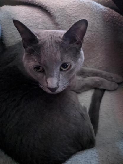 A grey cat has perked up ears and is looking up at the camera. He is mostly curled up in a blanker, but his front paws are stretched out in front. 
