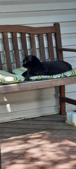 Black cat sitting on a bench on a deck.