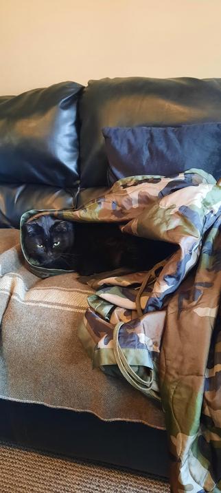 Black cat wrapped in a camouflage blanket on a couch with her head sticking out.