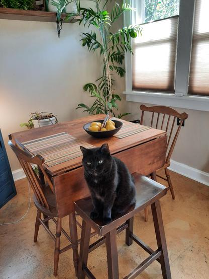Black cat sitting on a wooden stool with a table in the background