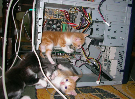 3 Kittens playing inside a computer tower which is offline (kittens are safe)