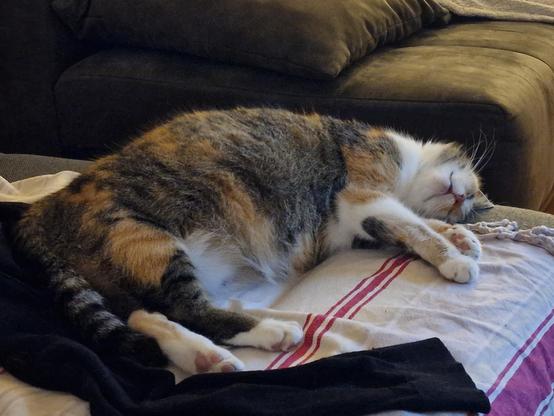Our very pregnant cat Lilly lying on our sofa