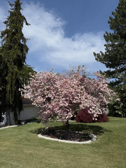 A flowering tree in an island in a yard