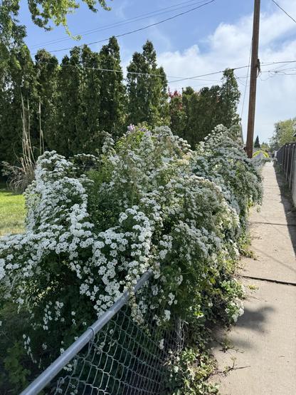 A flowering bush on a fence. 