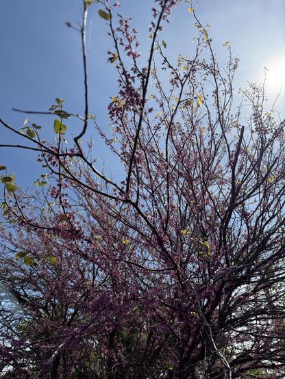 A tree covered in small flowers. 