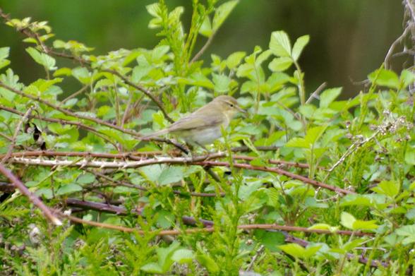 A small bird perched among green foliage and thorny branches.