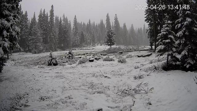 A snowy meadow in spring with snow falling from the sky