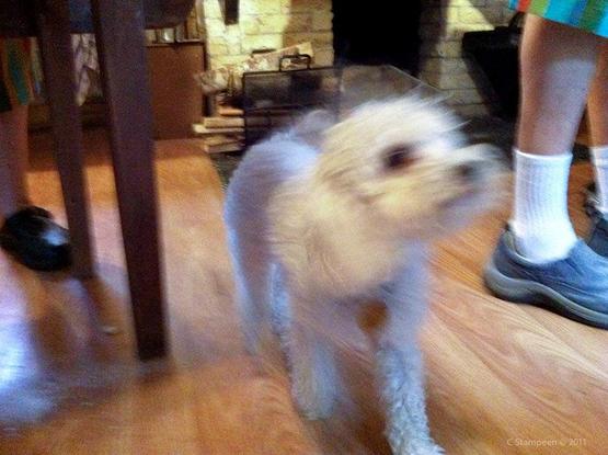 Eye level with a small, white dog that is blurred with motion, coming towards us, with face tilted to the right.  We can see feet to the right, a wooden floor, and table legs and people legs to the left.