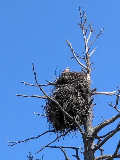 A bald eagle sitting a top a massive nest in a dead tree against a solid blue sky background.