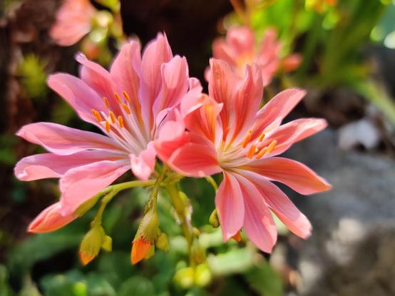 A charming pink pair of flowers opens up narrow and vibrant pink petals.