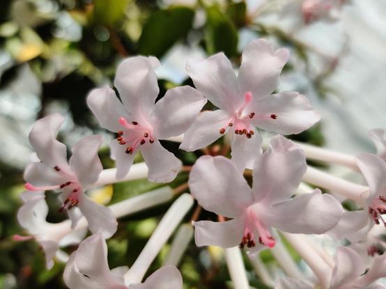 A pale flower with trumpet-shaped blossoms and tiny red gems at the end of each stamen.