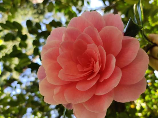 A purty pink Camelia blooms in a shady spot.