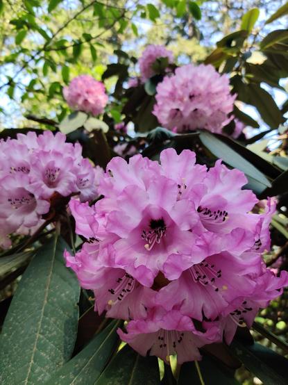 Bright pink, almost purple rhododendrons greet you cheerfully.
