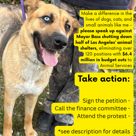 Make a difference in the lives of dogs, cats, and small animals like me - please speak up against Mayor Bass shutting down half of Los Angeles' animal shelters, eliminating over 120 positions with $6.4 million in budget cuts to Animal Services. Take action: sign the petition, call the finance committee, attend the protest - see description for details