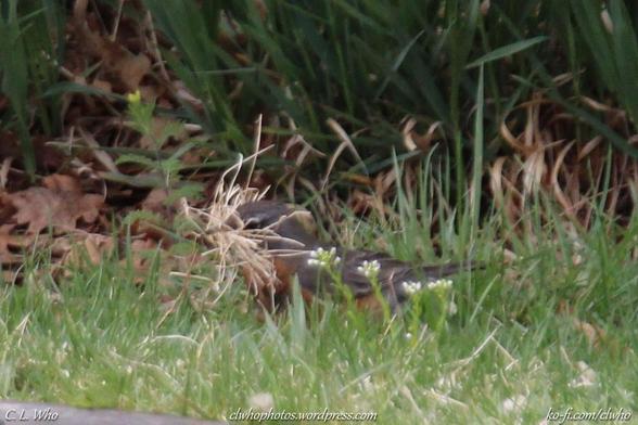 An American Robin in the grass carrying supplies for his nest in his beak.