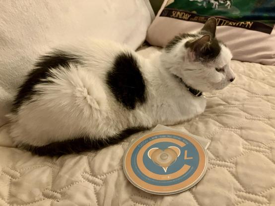 A fluffy black and white cat sits beside a CD case on a quilted surface. The CD features a design with a heart and the name "Coco Lee."