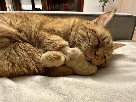 Loki, an orange tabby, sleeping on a cream blanket on a grey sofa. His head is resting on his front paws and it’s super adorable. 