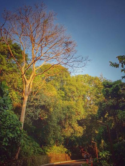 Walkway surrounded by green trees