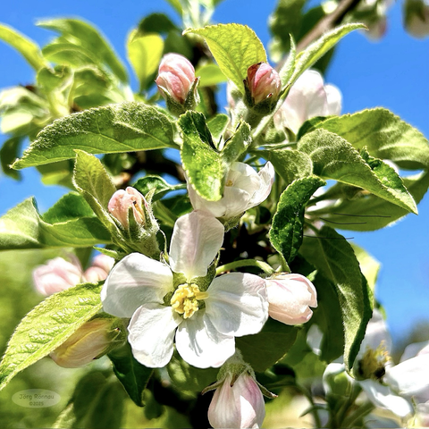 Das Bild zeigt eine Nahaufnahme eines blühenden Apfelzweigs vor einem strahlend blauen Himmel. Die Blüten sind weiß mit zarten rosa Nuancen, umgeben von frischgrünen Blättern. Einige Blütenknospen sind noch geschlossen. Das Licht wirkt sonnig und hell. Der Fokus liegt auf den Blüten in der Bildmitte.