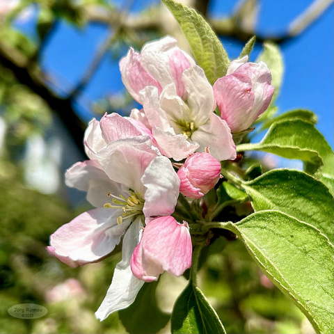 Das Bild zeigt eine Nahaufnahme eines blühenden Apfelzweigs vor einem strahlend blauen Himmel. Die Blüten sind weiß mit zarten rosa Nuancen, umgeben von frischgrünen Blättern. Einige Blütenknospen sind noch geschlossen. Das Licht wirkt sonnig und hell. Der Fokus liegt auf den Blüten in der Bildmitte.