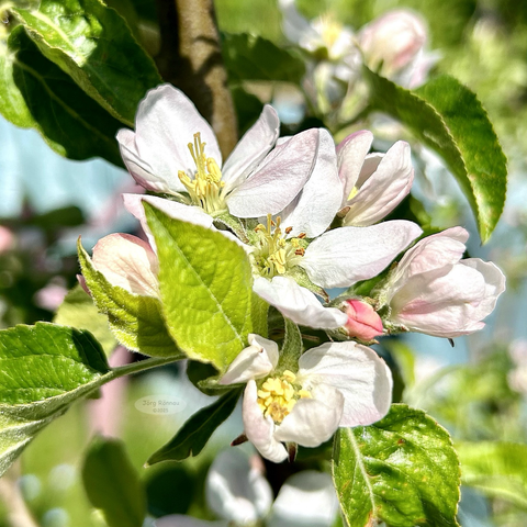 Das Bild zeigt eine Nahaufnahme eines blühenden Apfelzweigs vor einem strahlend blauen Himmel. Die Blüten sind weiß mit zarten rosa Nuancen, umgeben von frischgrünen Blättern. Einige Blütenknospen sind noch geschlossen. Das Licht wirkt sonnig und hell. Der Fokus liegt auf den Blüten in der Bildmitte.