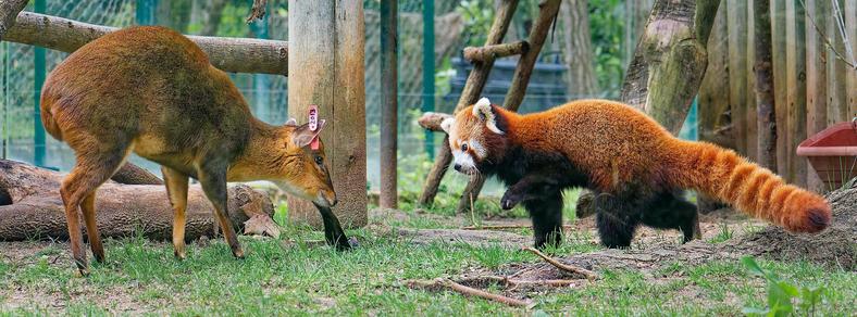 A photo of a Chinese Muntjac and a Red Panda, ready to fight over a piece of foliage.
