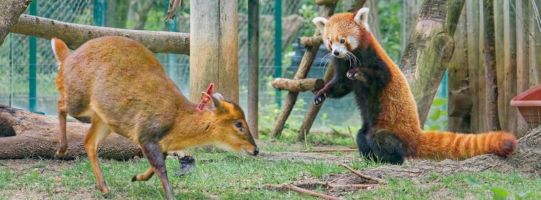 A Chinese Muntjac concedes in a confrontation where a red panda is standing on its hind legs to defend.