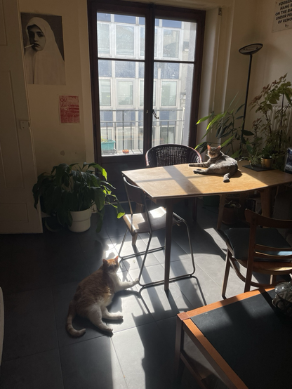 Mes deux cats dans ma cuisine au soleil 
