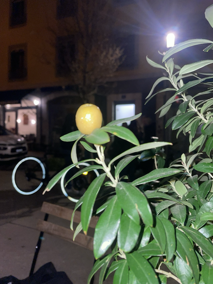 Une olive sur un Olivier 🧐🧐🧐