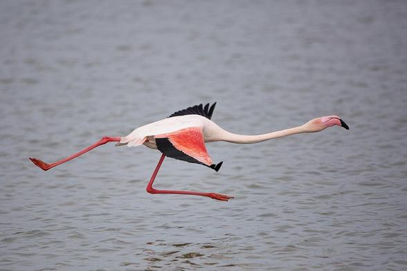 Flamant rose courant au dessus de l'eau
