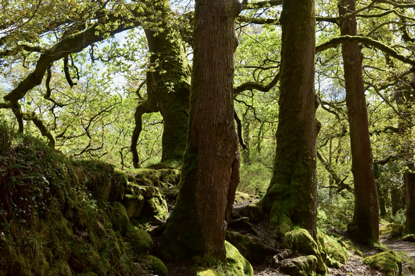 Oaks near a mossy wall in Spring sun.