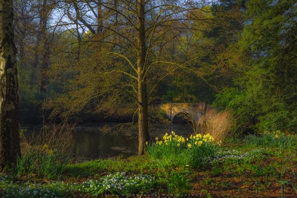 Blooming Daffodils  and Snowdrops by Kenwood House Garden Lake