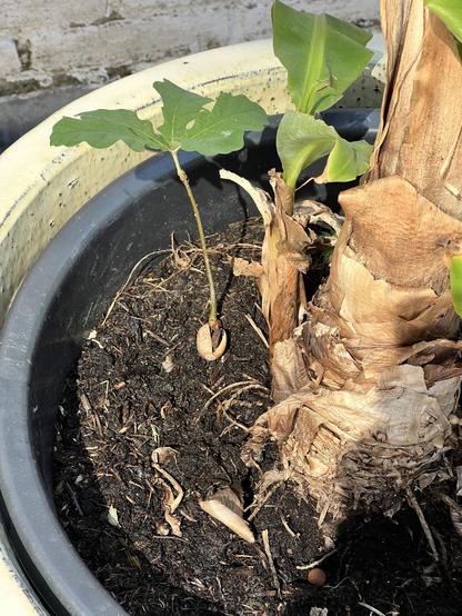 A young oak tree with a single green leaf is growing in a black pot, surrounded by dark soil and remnants of a larger banana plant. The background shows a textured wall.