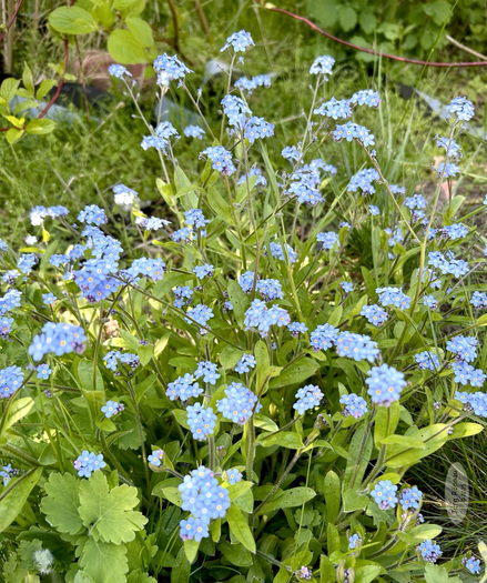 Das Bild zeigt eine Vielzahl von Vergissmeinnicht-Blumen (Myosotis), die in einer Gruppe wachsen. Die kleinen, hellblauen Blüten mit gelben Zentren sind dicht beieinander angeordnet und umgeben von grünen Blättern. Der Hintergrund besteht aus unscharfem Grün, was den Fokus auf die Blumen lenkt. Das Bild wirkt naturnah und friedlich.