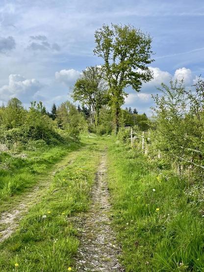 A narrow gravel path winds through lush green grass and scattered wildflowers, leading towards a cluster of trees under a partly cloudy sky.