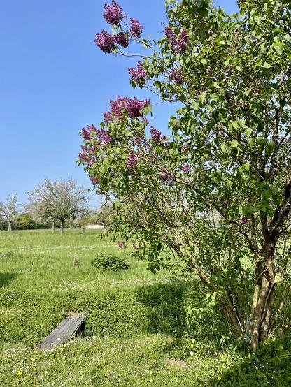 A bright blue sky serves as the backdrop for a lilac tree with purple blossoms on the left side. The foreground features lush green grass dotted with wildflowers, while several trees are visible in the distance. A wooden plank is partially buried in the greenery