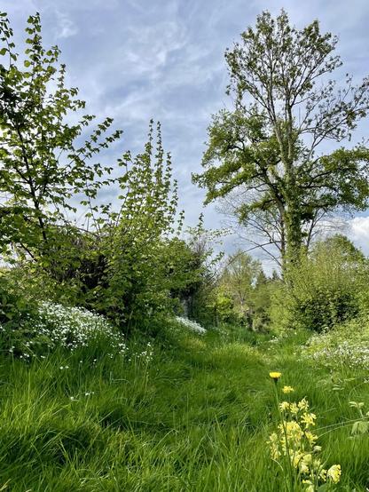 A scenic path surrounded by lush greenery, featuring trees and wildflowers under a partly cloudy sky. The pathway is lined with tall grass and white flowers, with a splash of yellow flowers in the foreground.